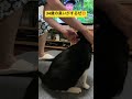 怪しい手つきにバレバレ💢 #凶暴猫 #独身女子