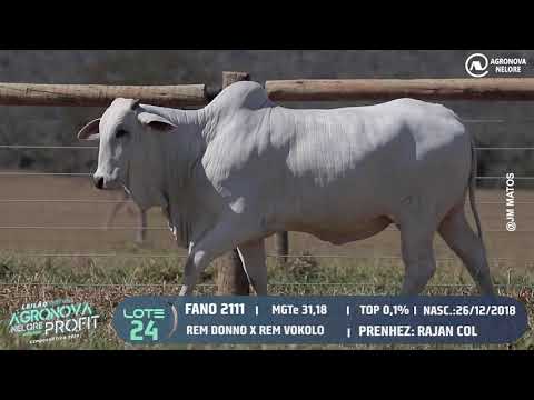 LOTE 24 - Leilão Virtual Agronova Nelore Profit