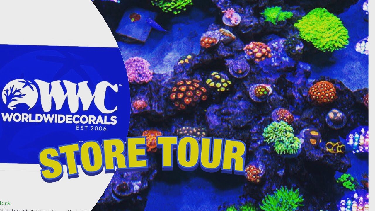 WORLDWIDE CORALS STORE TOUR!!! REEFTANK AQUARIUM YouTube