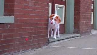 Dog Follows Laser Downtown: Cute Dog Maymo