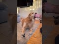 Smart Dog Spoon Training 🐶🥄🍖 #Dog #SmartPets #FunnyAnimals #PetTraining #Shorts