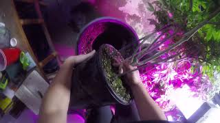 Transplanting a Root-Bound Cannabis Mother