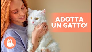 ADOTTARE UN GATTO: Come e Dove  (Requisiti, Prezzo e Domande Frequenti)