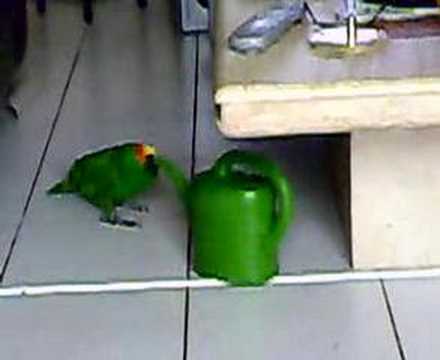 Wat doet een papegaai met een plantengieter