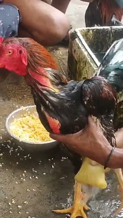 Ngairi ayam Ronde Pertama II Tonton Video panjang di Chanel BK90 #shorts #videoshort