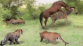 Leopard hunting Animals for dinner - The underworld of wildlife | Antelope, Wild Horse, Tiger Cub...