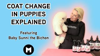 Coat Change in Puppies explained.
