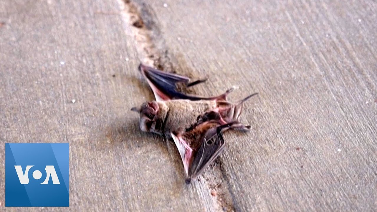 Hundreds of Bats Perish During Texas Cold Snap YouTube