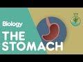 What Does The Stomach Do | Physiology | Biology | FuseSchool