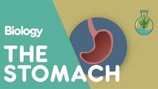 What Does The Stomach Do | Physiology | Biology | FuseSchool