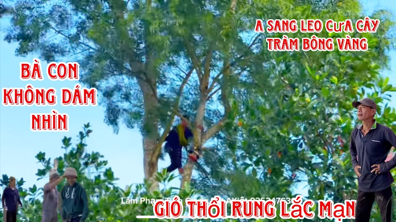 Gió lắc mạnh rung chuyển Cả xóm hết hồn khi nhìn A Sang leo Cưa Cây ...