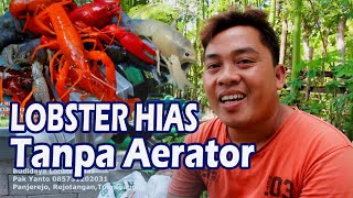 RAHASIA BUDIDAYA LOBSTER HIAS AIR TAWAR TANPA AERATOR - HASIL MELIMPAH
