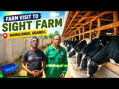 INSIDE UGANDA'S MASSIVE SIGHT NAMULONGE DAIRY FARM 