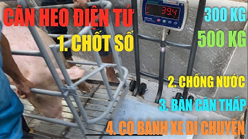 Cân điện tử cân heo 200kg 300kg 500kg - cân điện tử 300kg 500kg cân heo nái - MUA CÂN - 0909899833