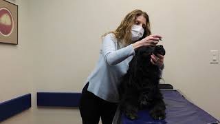 How to Apply Eye Ointments on Your Pet | MedVet