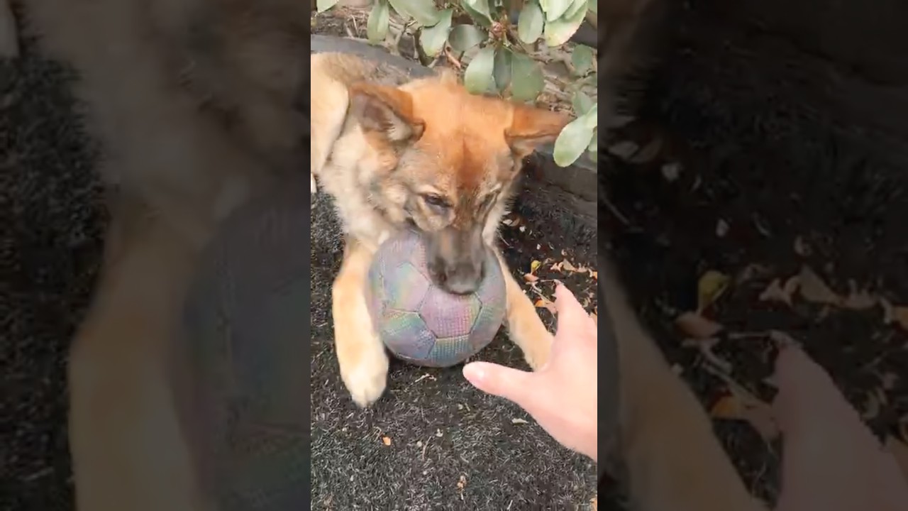 Кто получит мяч? 