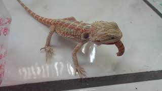 Baby Bearded Dragon Roccy Eats Superworm