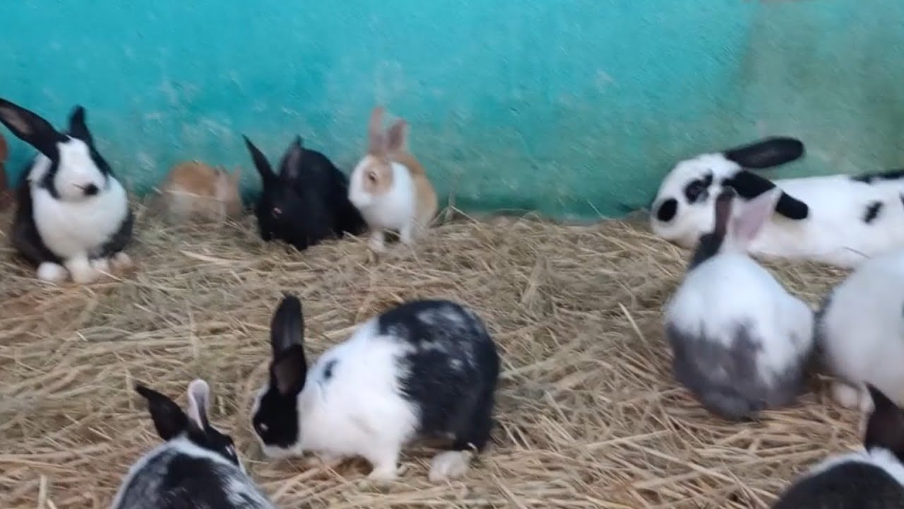 باقل التكاليف افضل حمايه للارانب في الشتاء من السقعه في تربيه الارانب ارضي