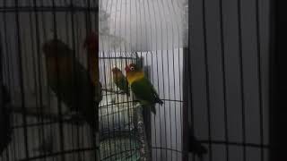 Download lagu Masteran lovebird ngetik pendek lanjut ngekek 1 menit Masteran lovebird ngetik pendek lanjut ngekek 1 menit