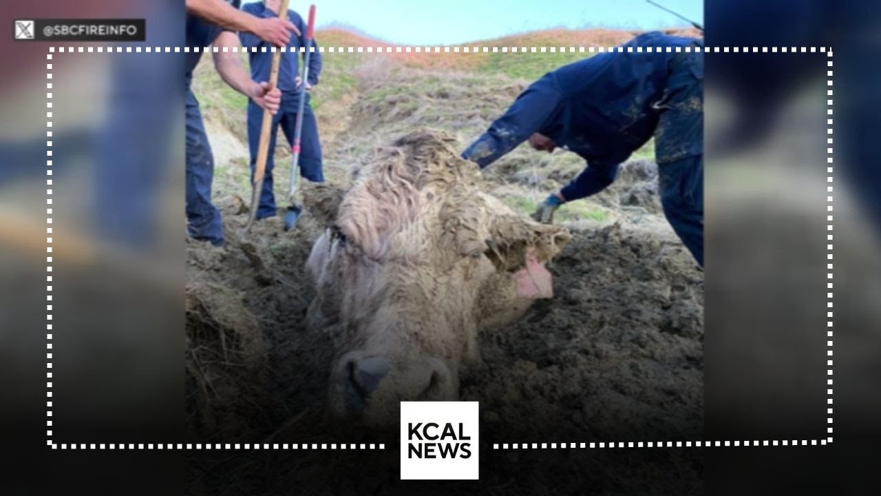 San Bernardino firefighters rescue cow stuck in mud - YouTube