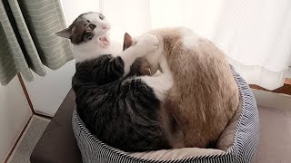 体格差1.5倍、わんぱく猫2匹の様子