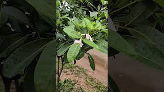 Tabebuia Pink And Violet Plant Update After One Year
