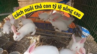 CÁCH NUÔI THỎ CON MỚI TÁCH MẸ  TỶ LỆ SỐNG CAO / ND36