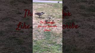 Watching the baby geese !!! #geese #goose #birdsong #birds #birdsounds #nature #funny #comedy