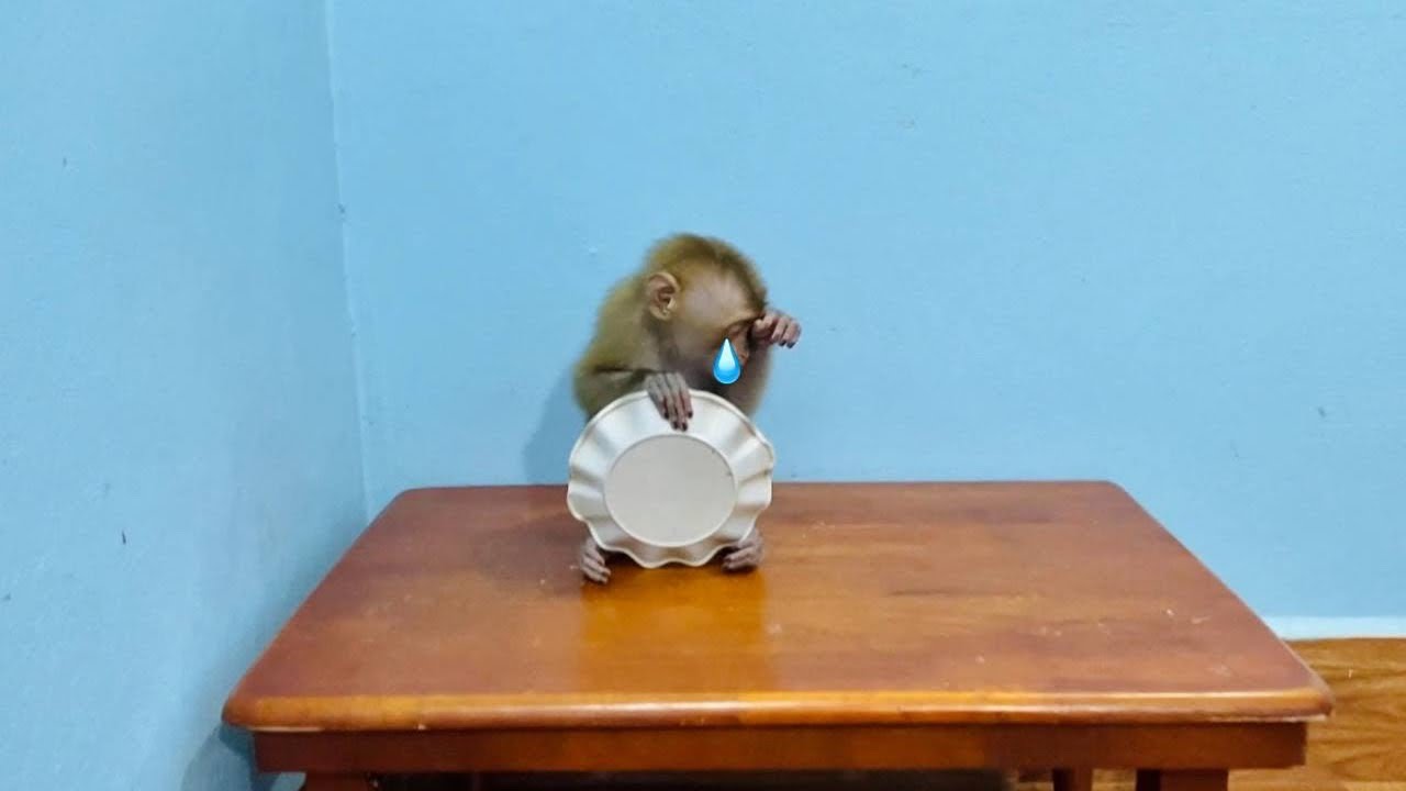 Excited Jueur Sit Wippinq Teqr When Mom Said “Jueur Is A Good Girl “