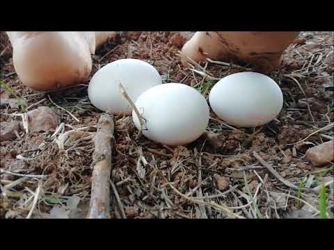 egg´s crush barefoot