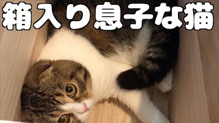 箱入り息子な猫