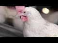Baltika-4 Cage-Free Layer Hen Management System for USA