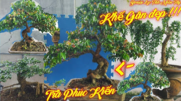 Khế Gân bonsai thành phẩm dáng đẹp, Trà Phúc Kiến lạ. Báo giá giao lưu 8/10/2021. Khánh 0949592929.