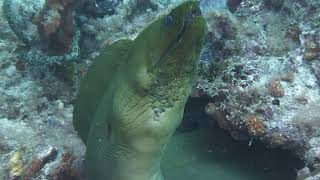 2011 Starfish Enterprise scuba diving  Delray Beach Florida