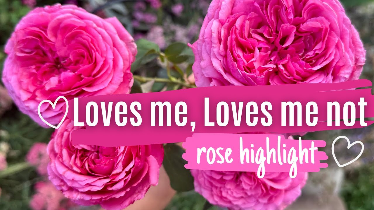 Loves Me Loves Me Not Rose | Garden Highlight