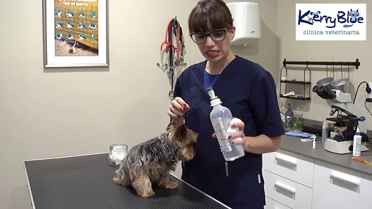 Como limpiar los ojos a tu mascota