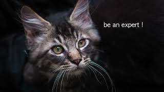 'Excellence in Feline management ' get trained from experts. Learn everything about cats. by The Feline Club of India 2,603 views 2 years ago 52 seconds