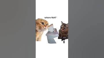 Cats Explain File Transferring