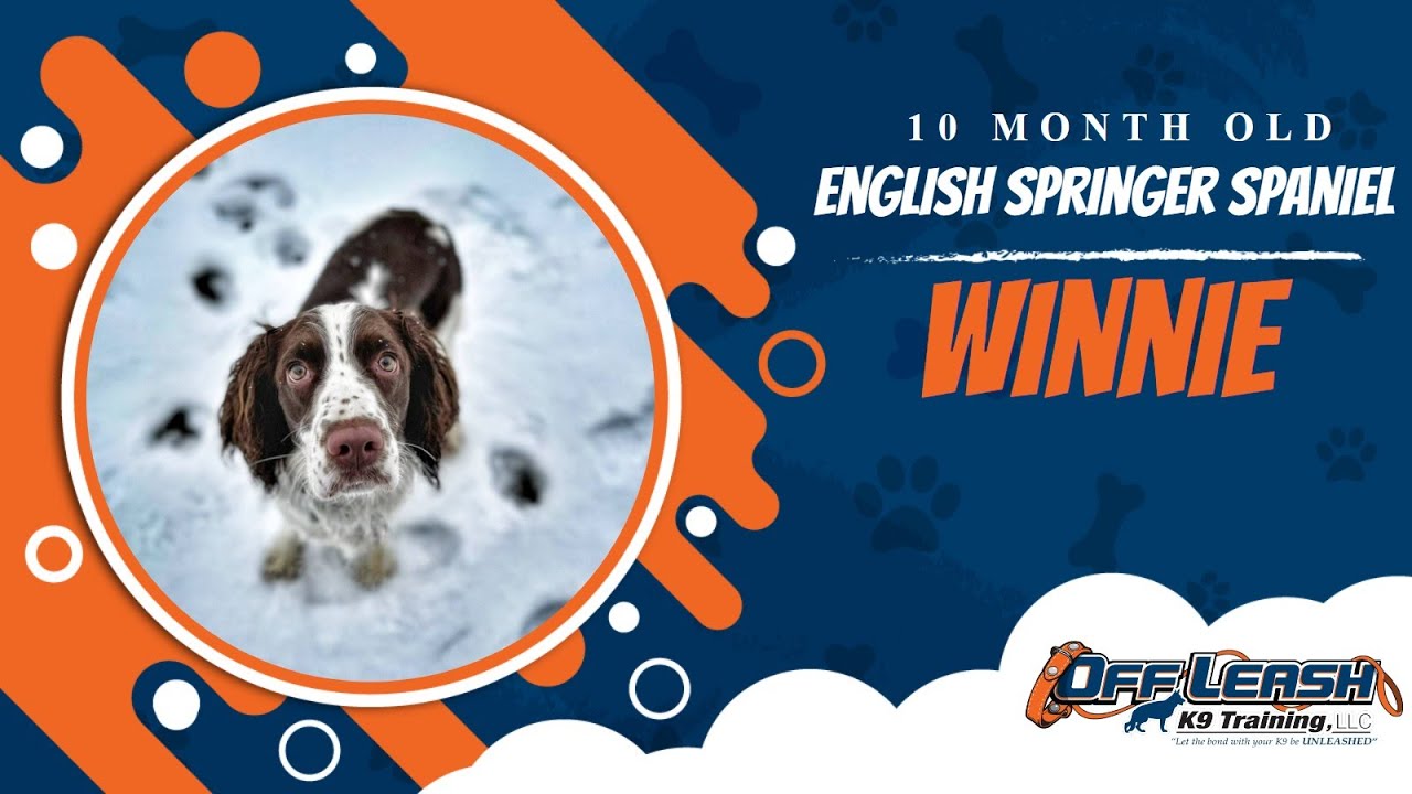 English Springer Spaniel Board And Train Board And Train Program