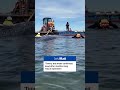 Timmy the whale confirmed dead by Danish authorities