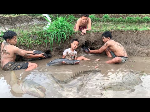 Dapet 3 Ikan Lele Besar Besar Banget Di Lubang Lumpur Yang Ada di Sawah