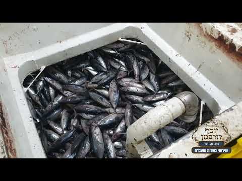 ספינת טונה שחזרה מדייג באקוודור, טונה באקוודור, טונה, הרב יוסף דורפמן, Rabbi Yosef Dorffman