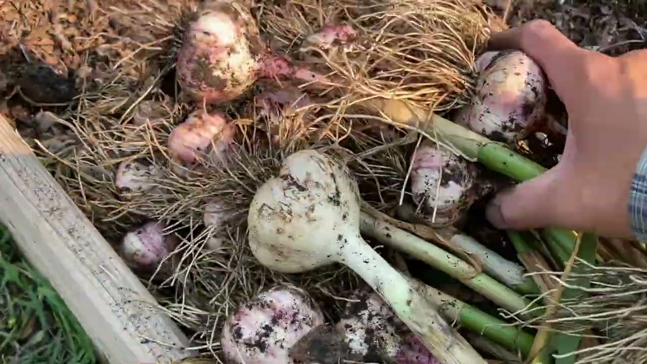 2025 RAISED BED VEGETABLE GARDEN | ZONE 3 MB CA