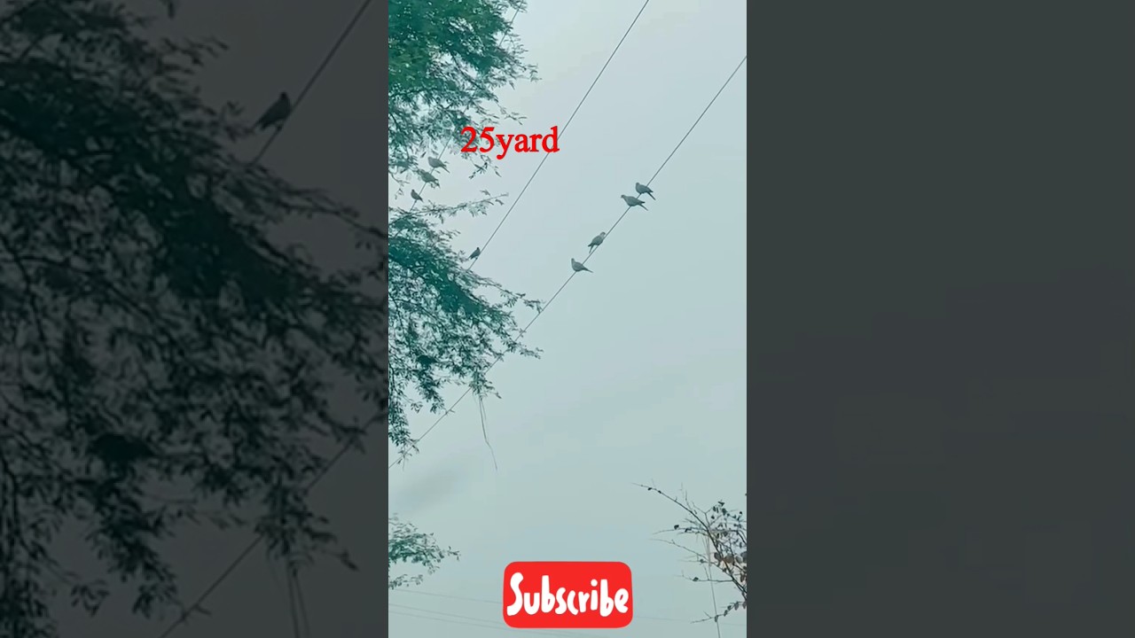 OMG 😱 Dove Hunting With Airgun | Gamo Whisper X