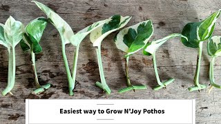 How to Grow N'Joy Pothos | Easiest Way to propagate N'Joy Pothos from cuttings screenshot 1