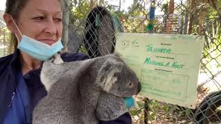 Triumph the Koala edition 1 mini movie