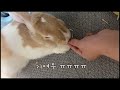 자는토끼에게 사료를주면?#shorts #롭이어토끼 #bunny #rabbit
