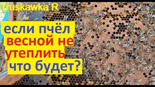 #пчёлы. Семья сможет развиваться без утепления гнезда? Какие результаты &quot;холодной&quot; весны. 21 день.