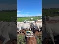 “¡Vida de Lujo en el Campo: Estos Toros Viven Mejor Que Yo!”