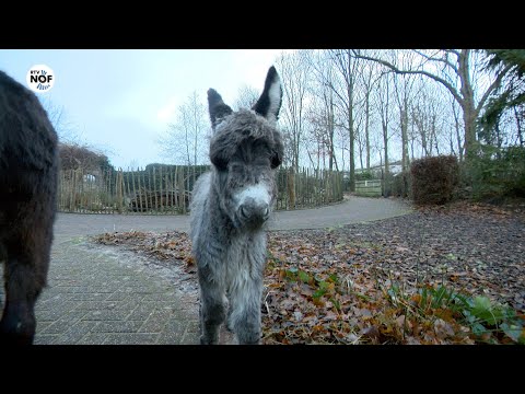 Mini-ezel geboren in Sanjes Safari